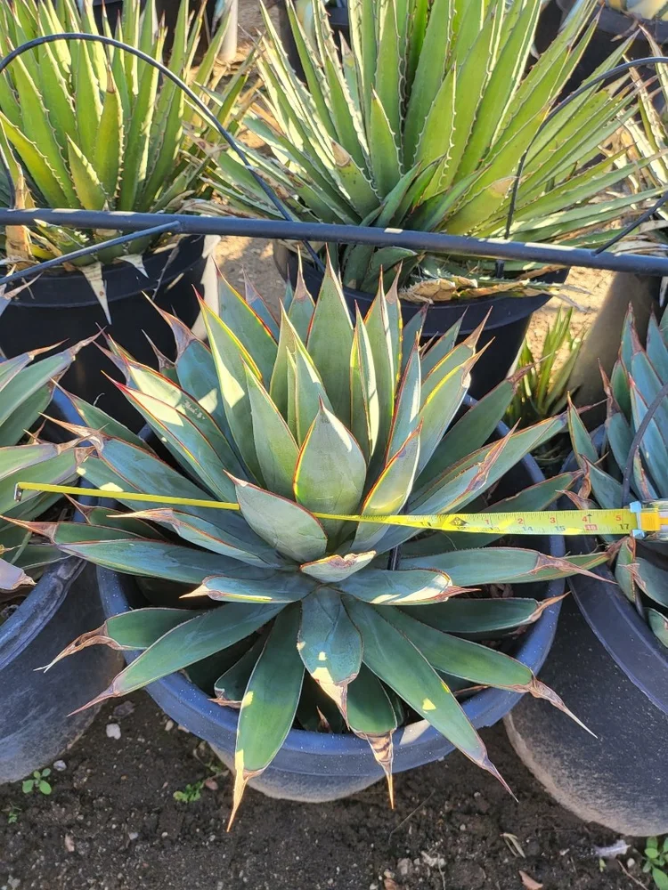 Agave Blue Glow × titanota 'Blue Dagger'